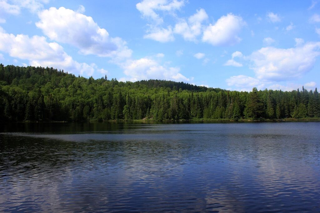 whale, nature, lake, superior national forest, usa, minnesota, forest